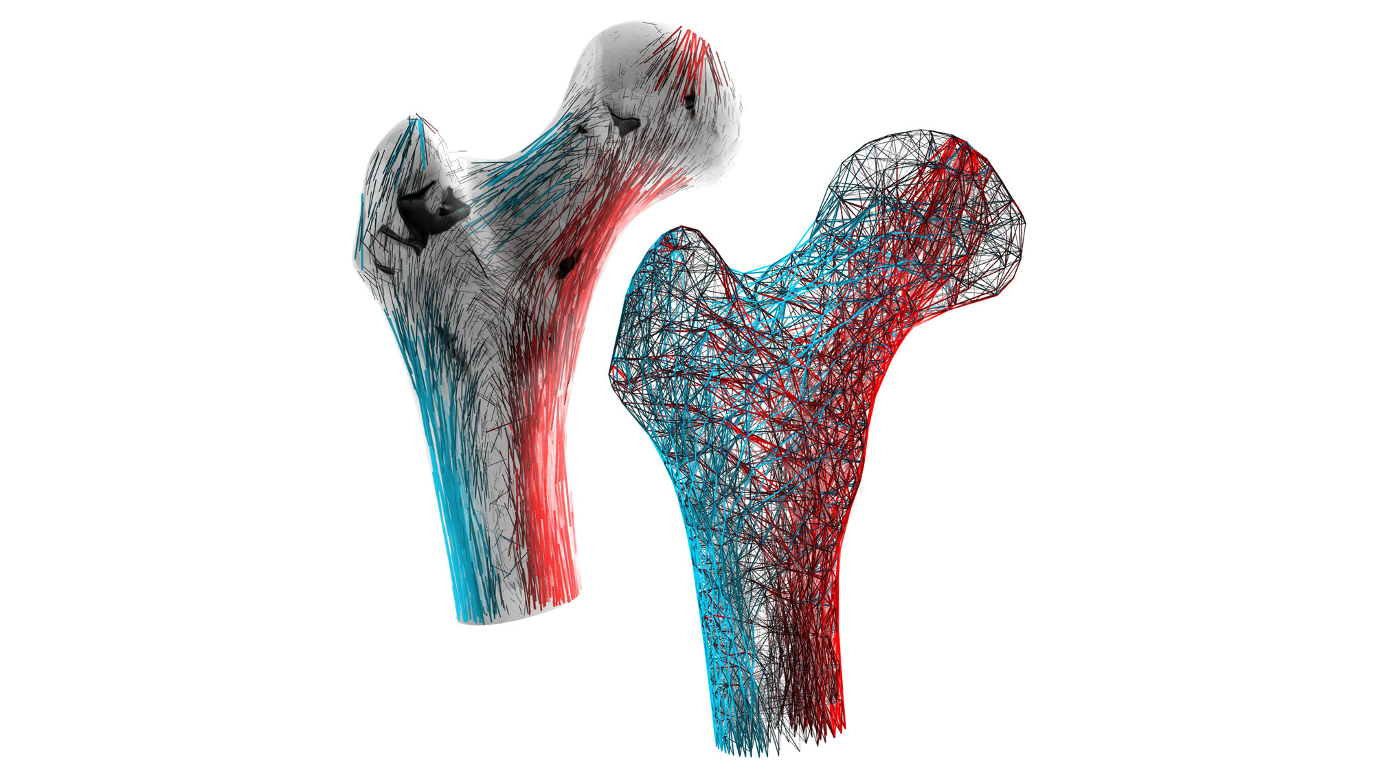 Foster + Partners Provides Support For Interdisciplinary Research Into The Structure Of Bones