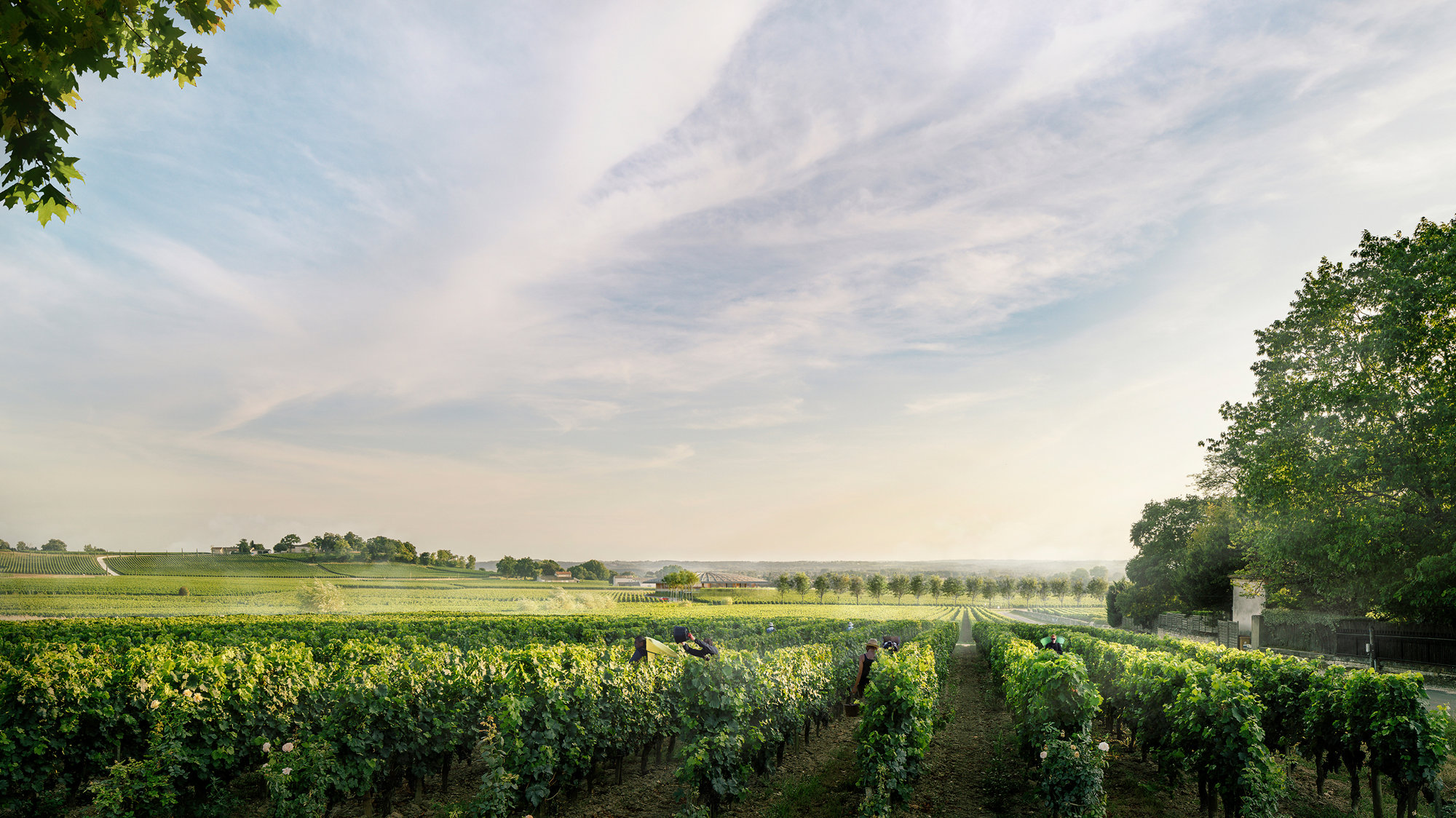 Foster + Partners Reveals Its Vision For The Le Dôme Winery In Saint-émilion