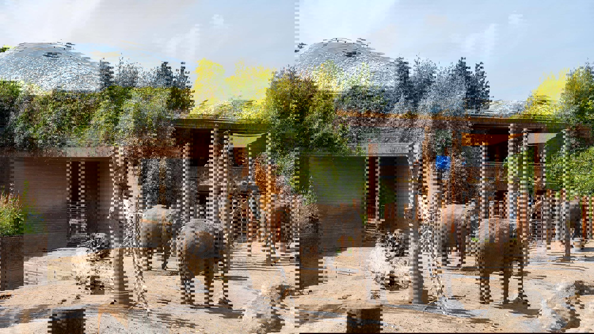 The Making Of… Elephant House, Copenhagen Zoo